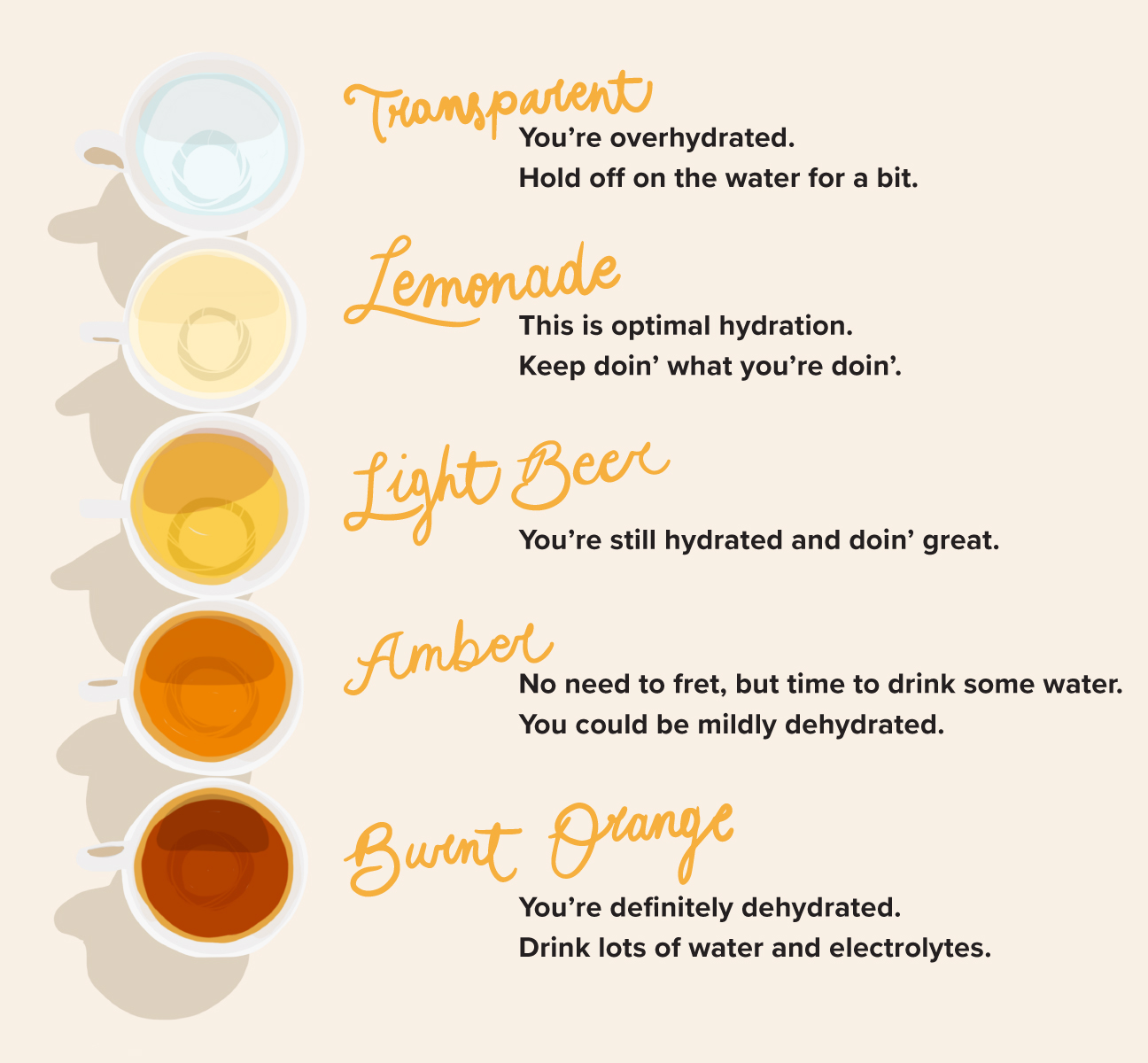 Chart of different urine colours to show hydration level